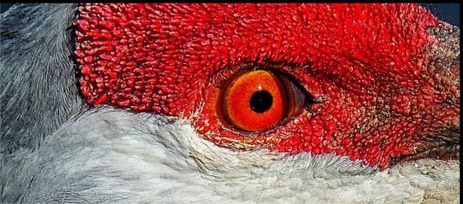 wildlife photo contest