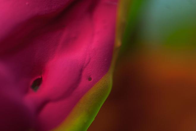 macro photography