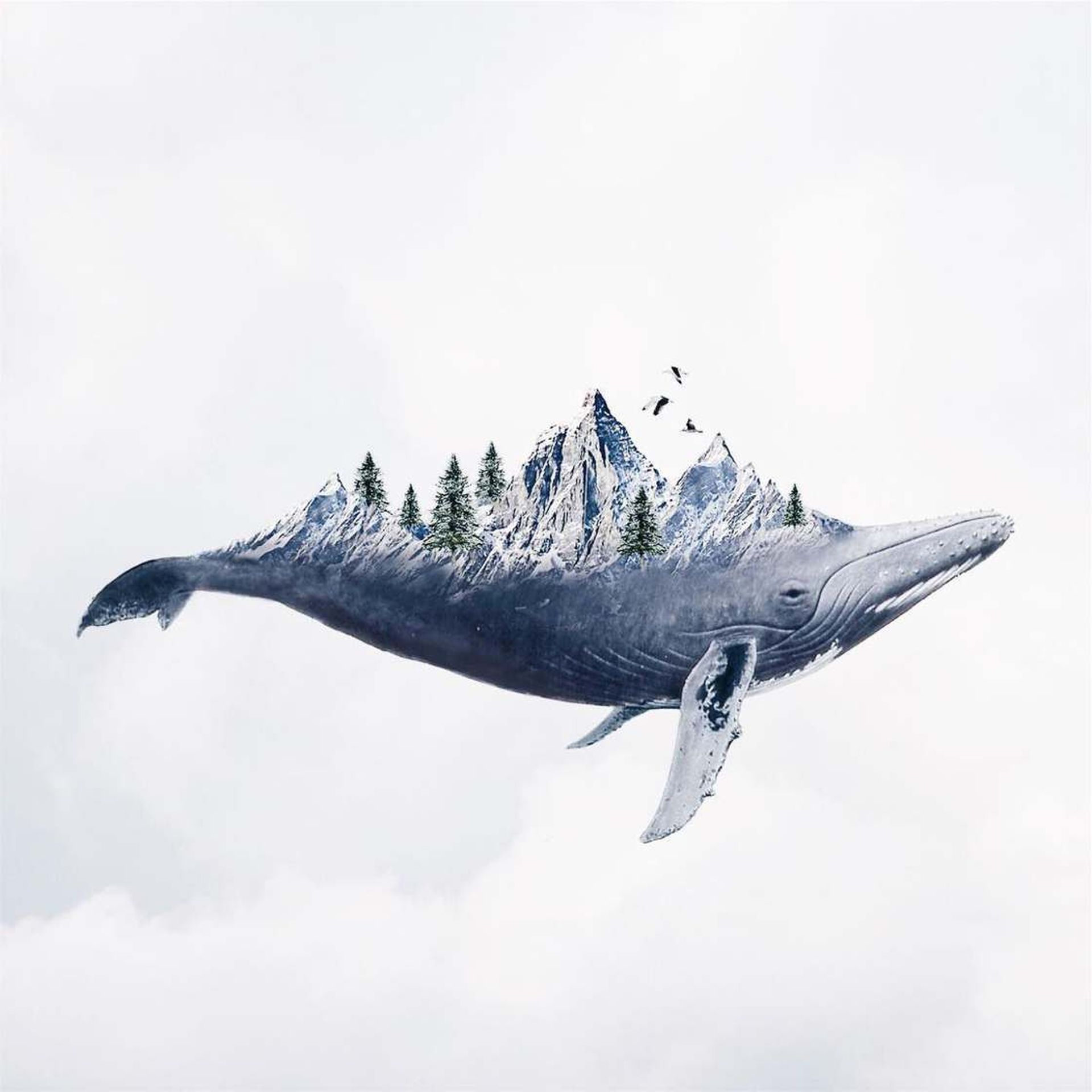 6 photo manipulation by luisa azevedo