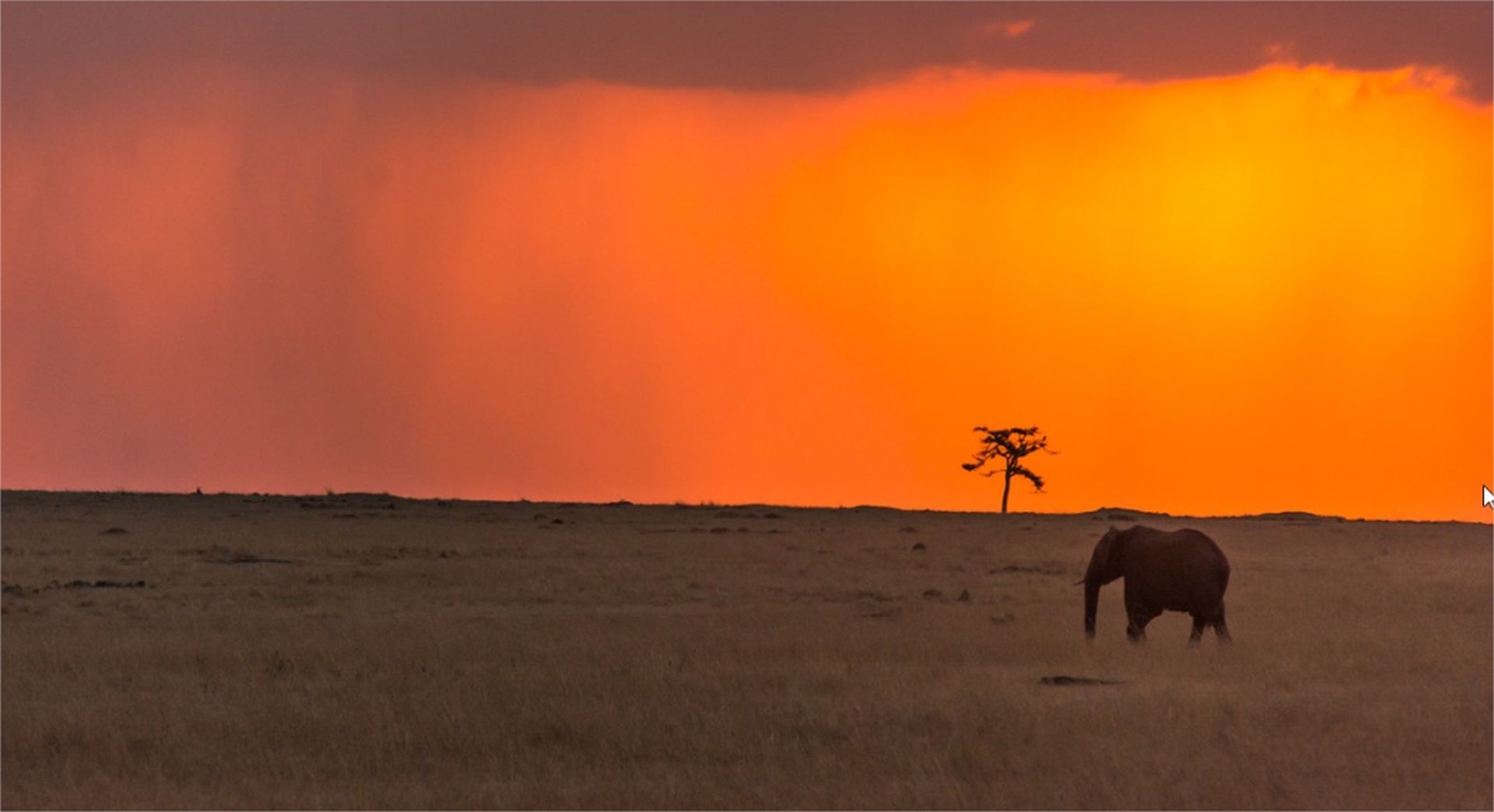 6 wildlife photo contest by shane wolf