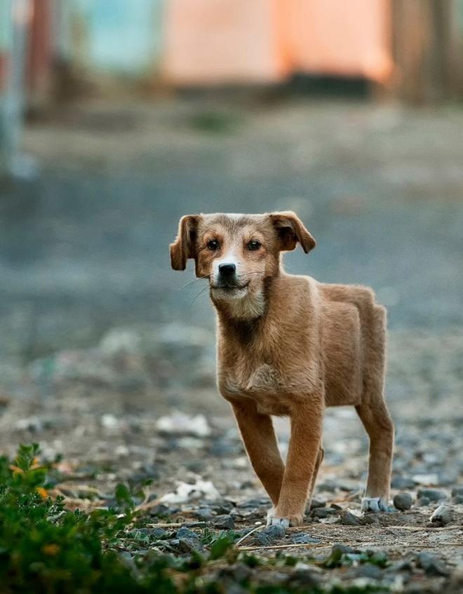 dog funny animal photo manipulation cubism