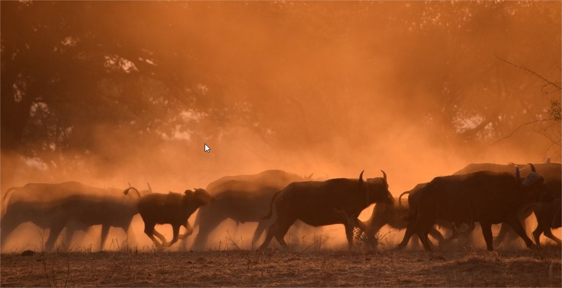 7 wildlife photo contest by shiannalla