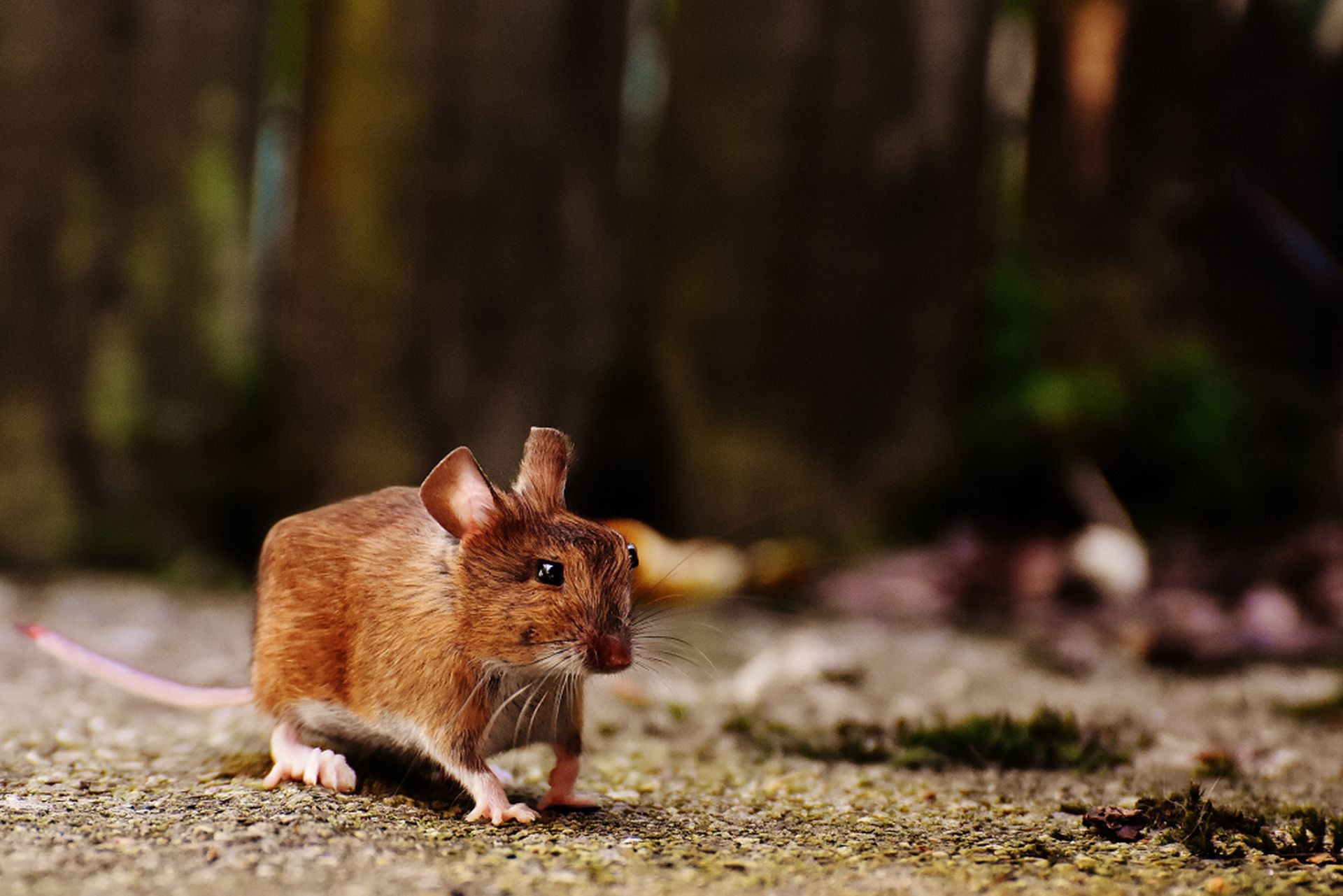 8 rabbit funny animal photo manipulation cubism by aditya