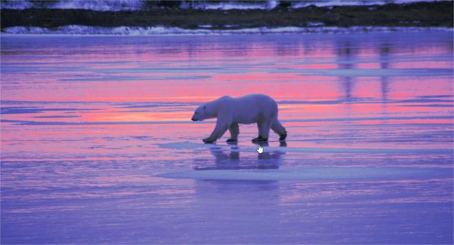 wildlife photo contest