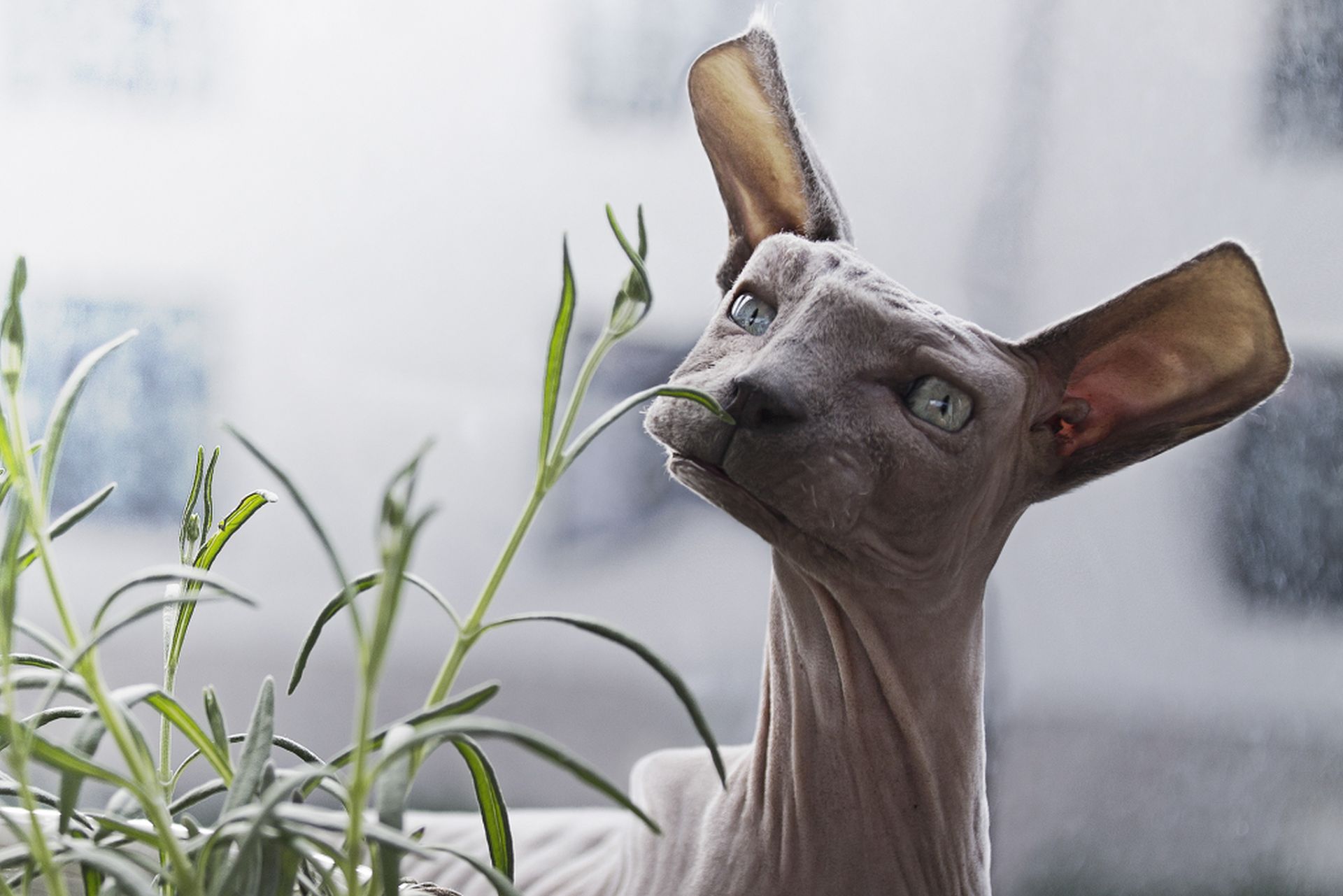 dog funny animal photo manipulation cubism by aditya