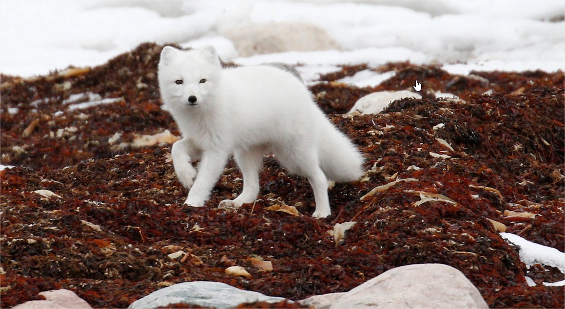 9 wildlife photo contest by donna