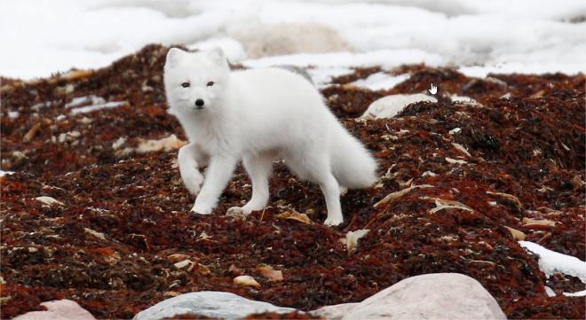 wildlife photo contest