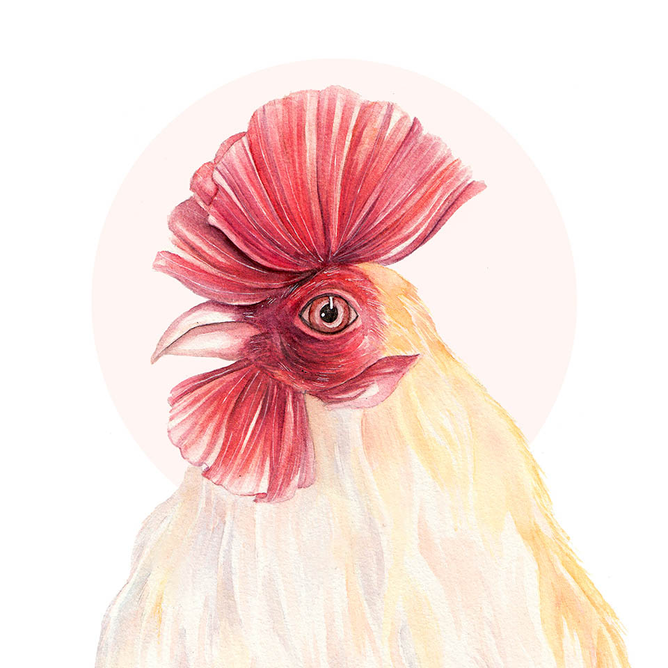 22 rooster digital illustration by alex dang