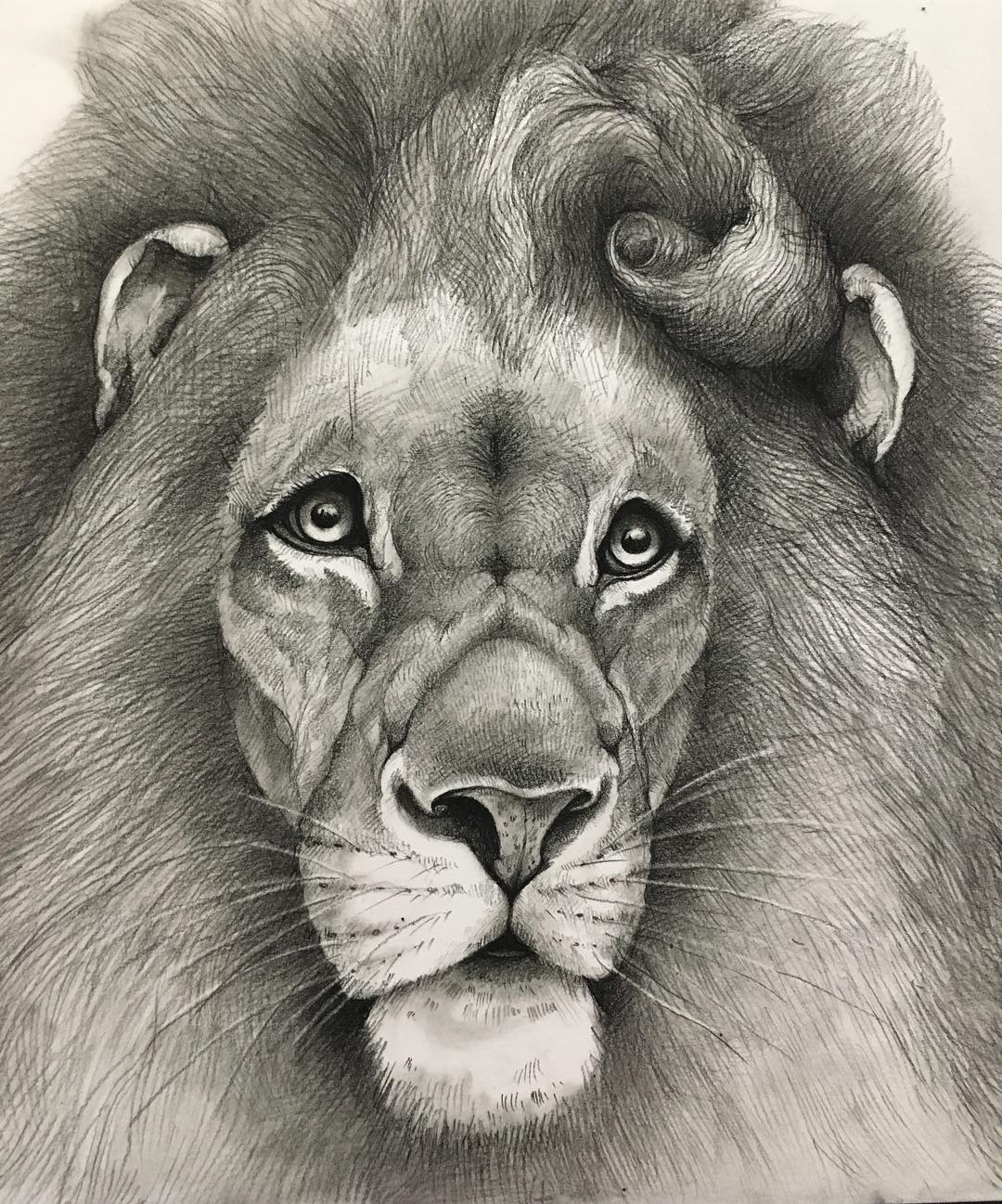 1 lion funny drawing by adonna khare