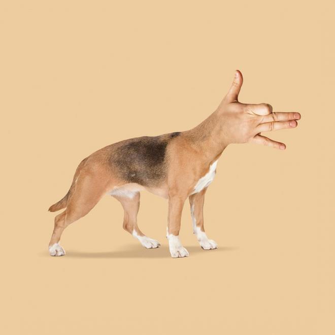 dog photo manipulation