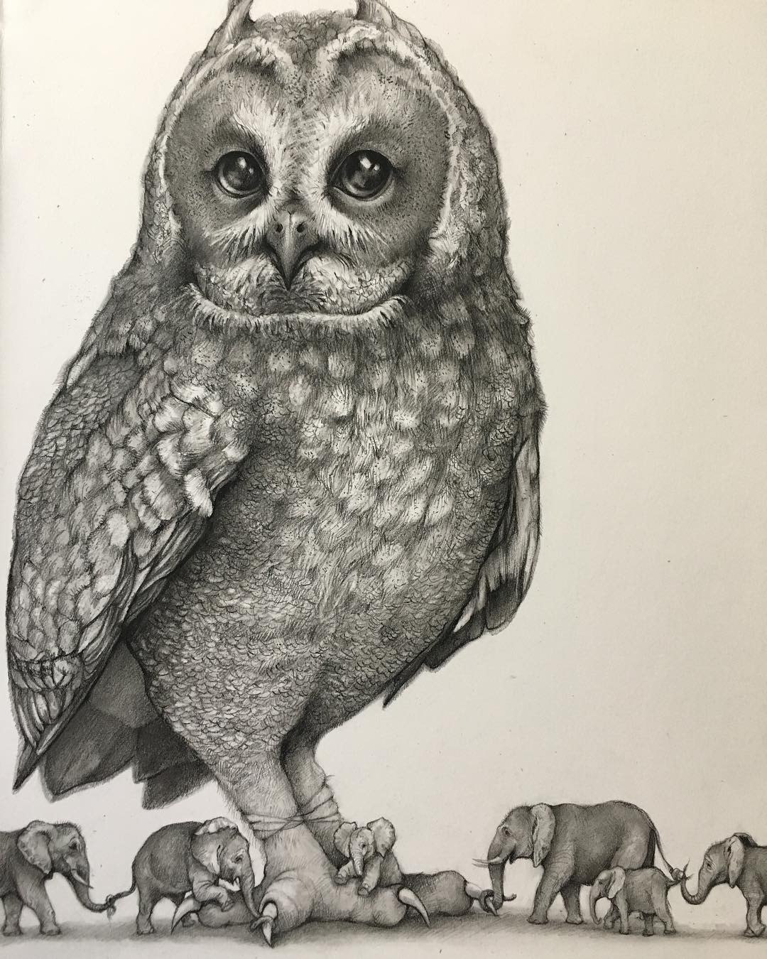 14 owl funny drawing by adonna khare