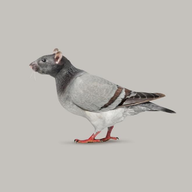 rat photo manipulation