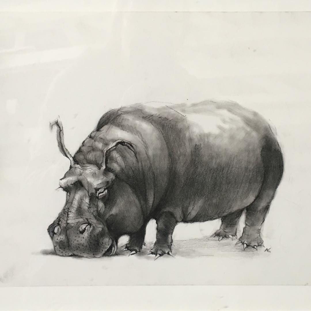 17 hippo funny drawing by adonna khare