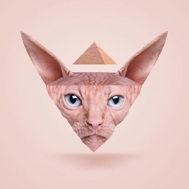 cat photo manipulation