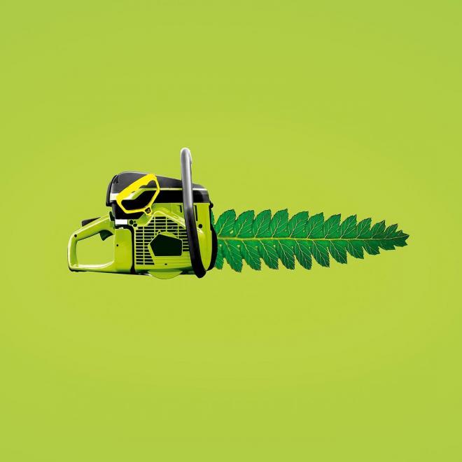 fern photo manipulation
