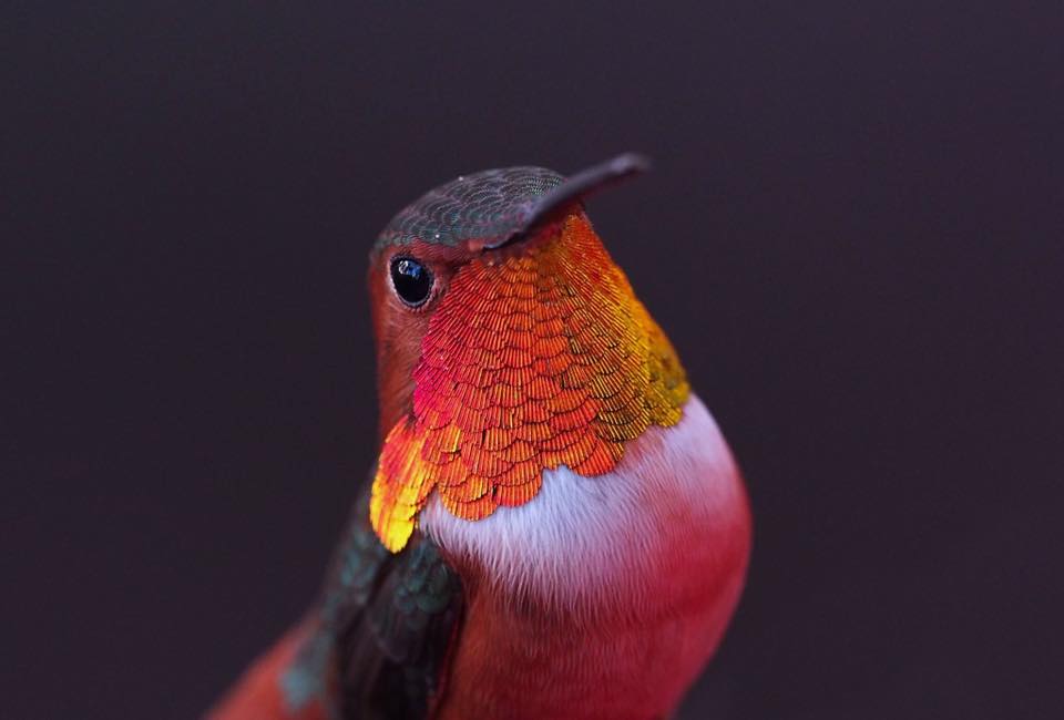 1 humming bird photography by melanie barboni