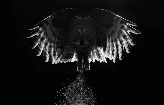 flight award winning bird photography