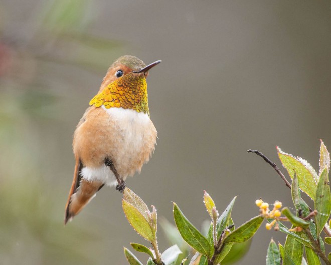 humming bird photography