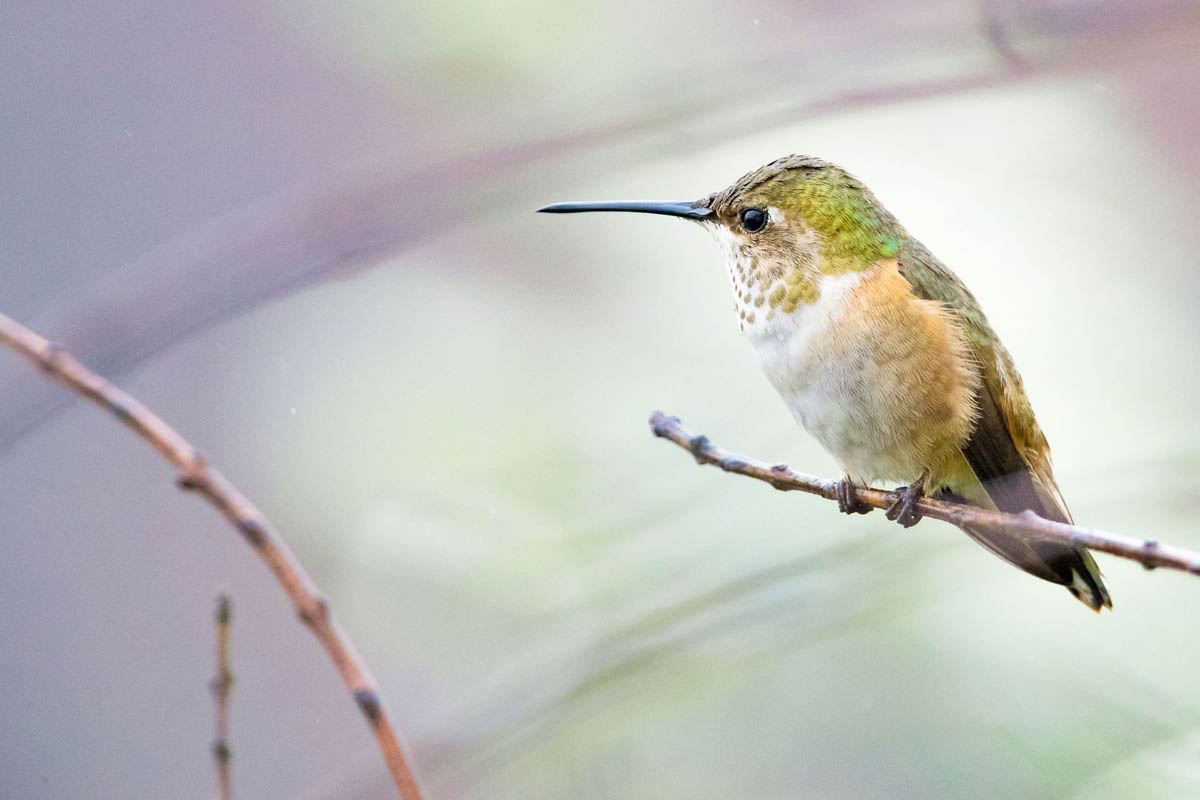 12 humming bird photography by allen david leninson