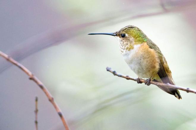 humming bird photography