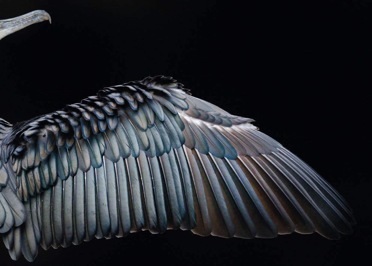 12 wings award winning bird photography by tom hines