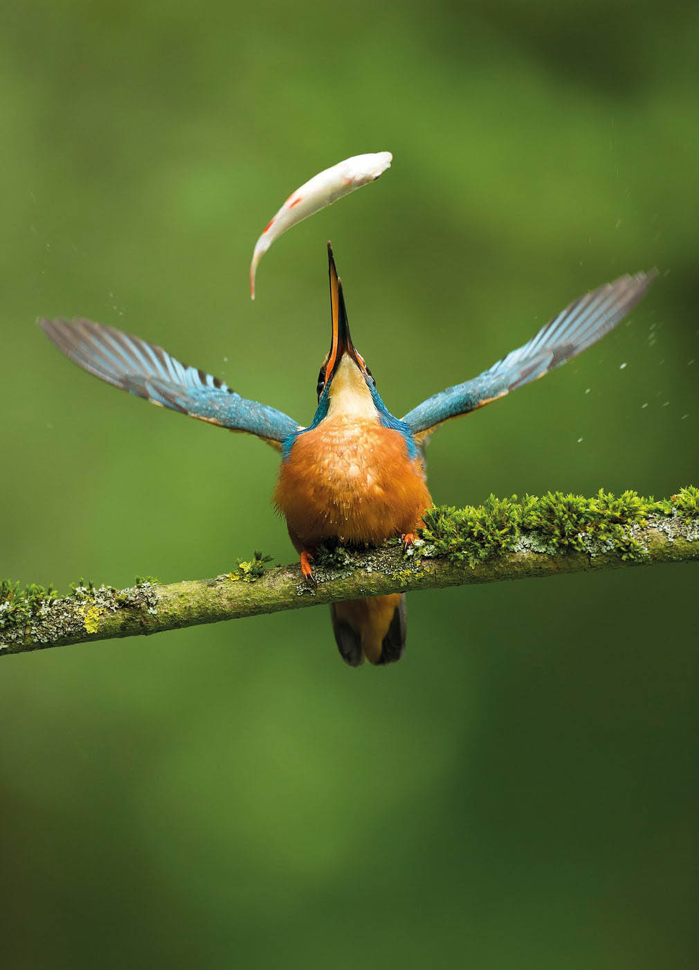 13 food award winning bird photography by vince burton