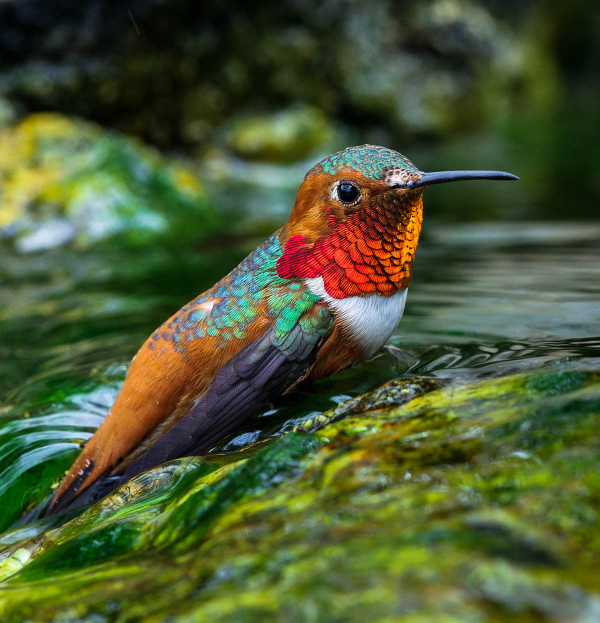 13 humming bird photography by allen david leninson