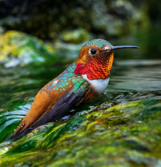 humming bird photography