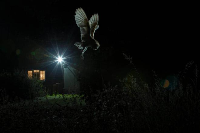 owl award winning bird photography