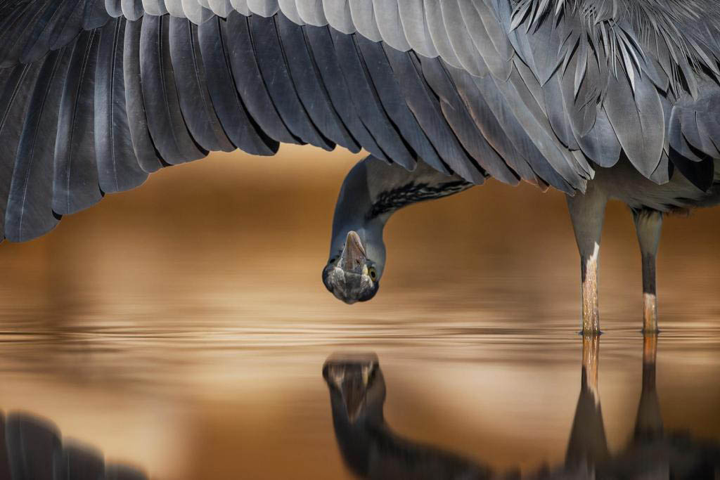2 peek award winning bird photography by ahmed alassa