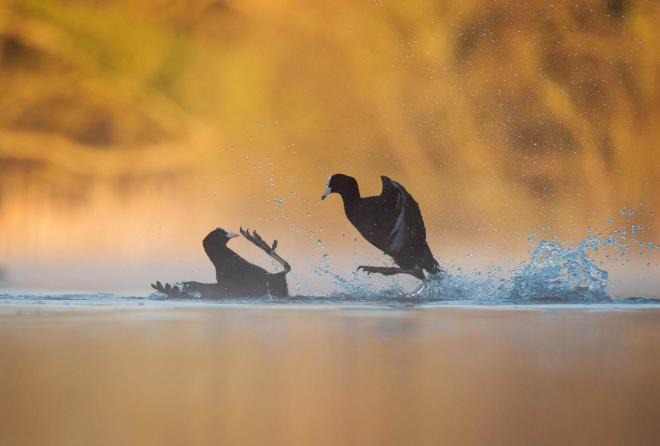 fight award winning bird photography