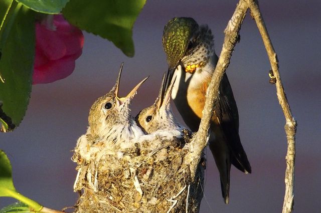 humming bird photography