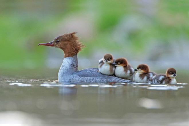 ducks award winning bird photography