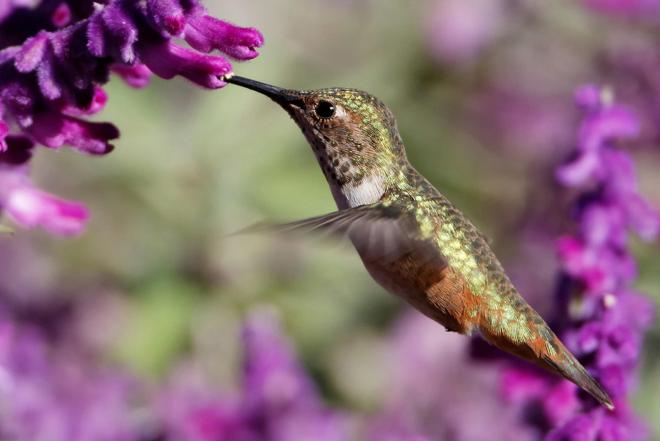 humming bird photography