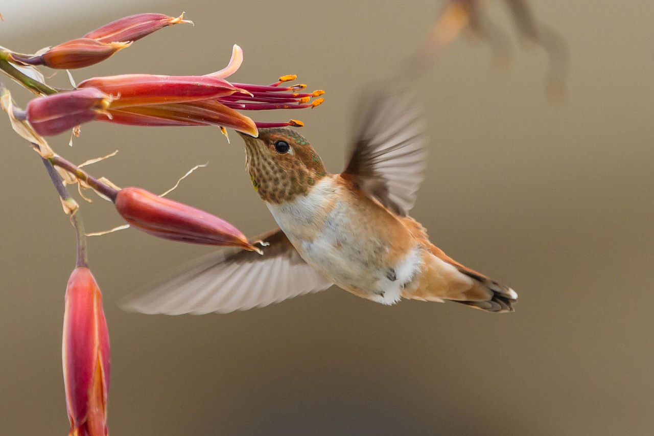 5 humming bird photography by allen david leninson