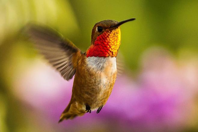 humming bird photography