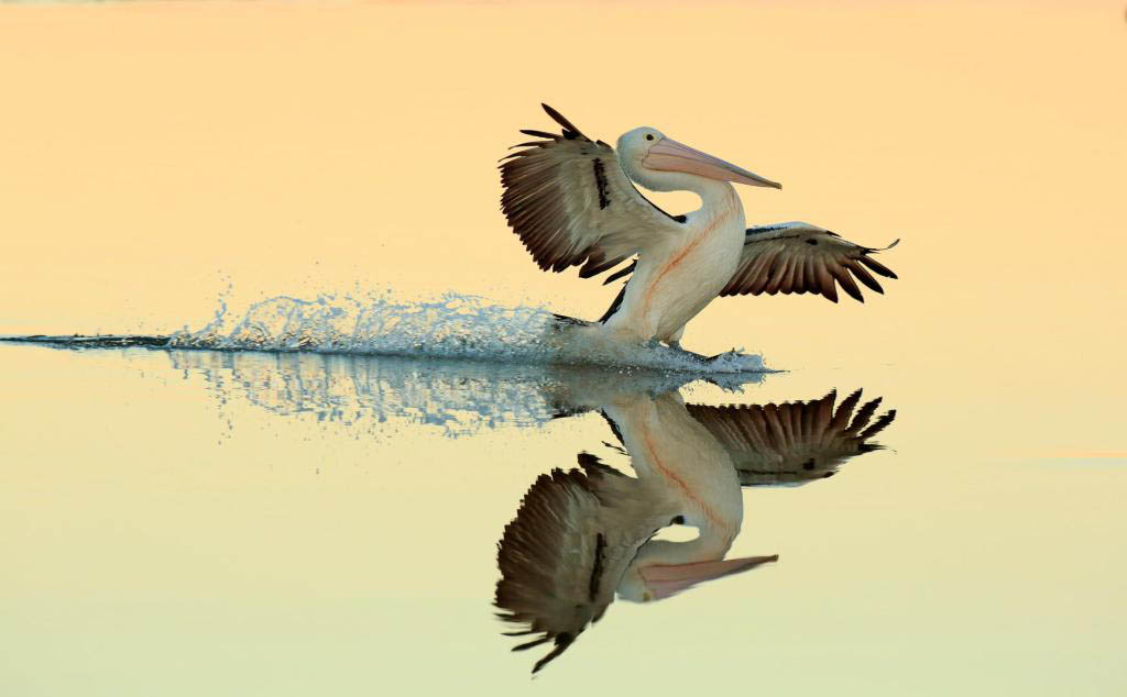 pelican award winning bird photography by brett chapman