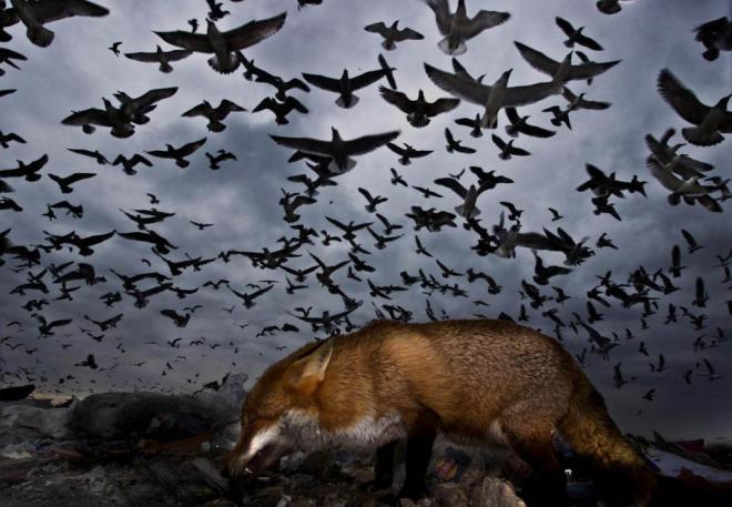 seagulls award winning bird photography