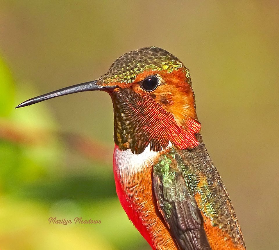 8 humming bird photography by allen david leninson