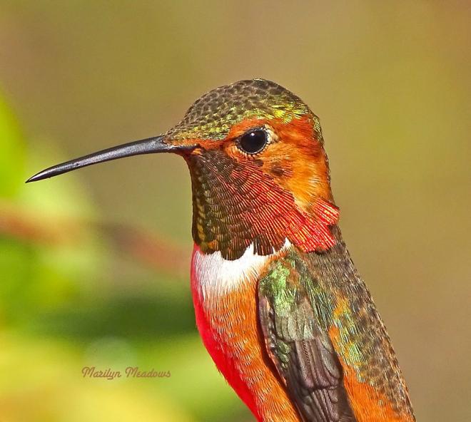 humming bird photography