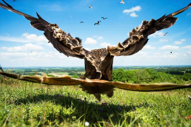 red kite award winning bird photography