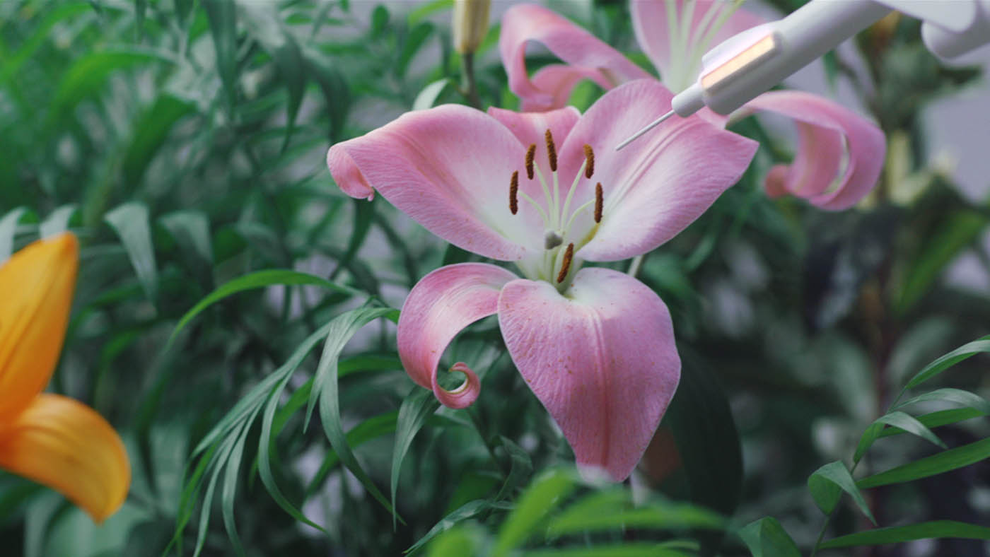 garden sculpture by dvein