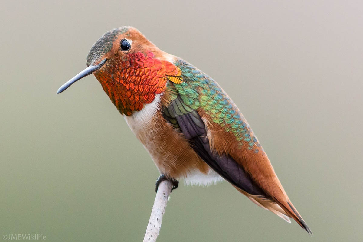 9 humming bird photography by allen david leninson