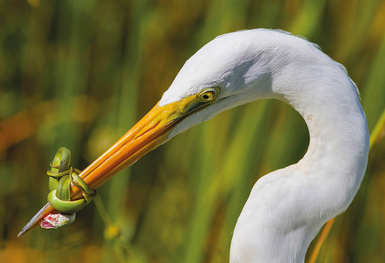 9 snake fight award winning bird photography by jose garcia