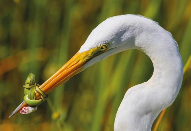 snake fight award winning bird photography