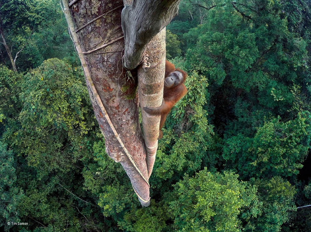 entwined lives award winning wildlife photography tim lanson