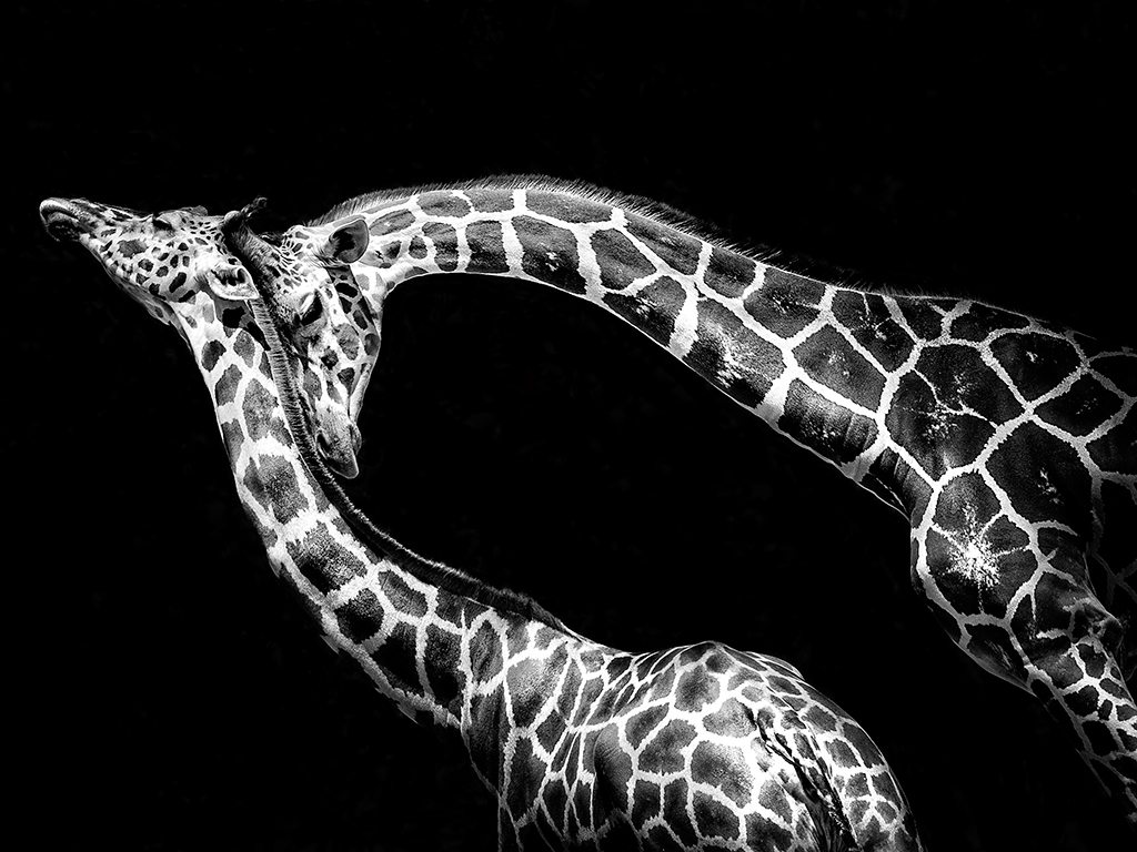 giraffe national geographic photo