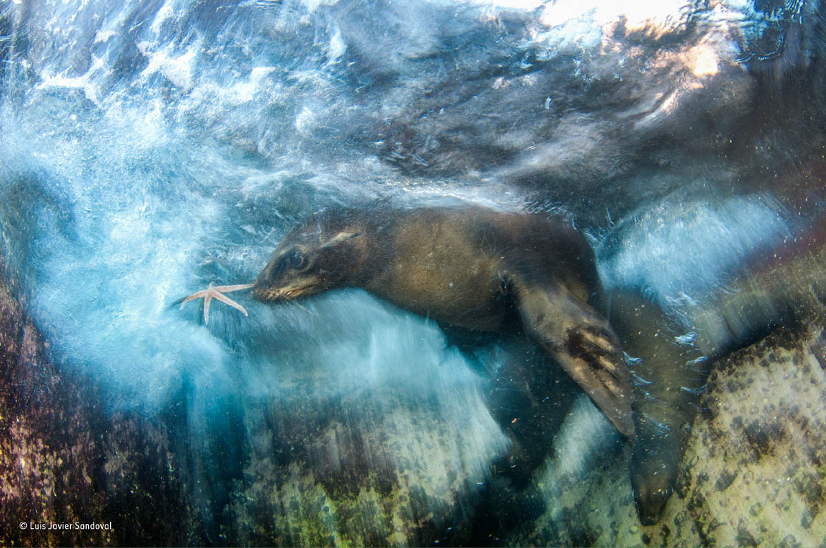 sea lion wildlife award winning photography luis javier sandoval