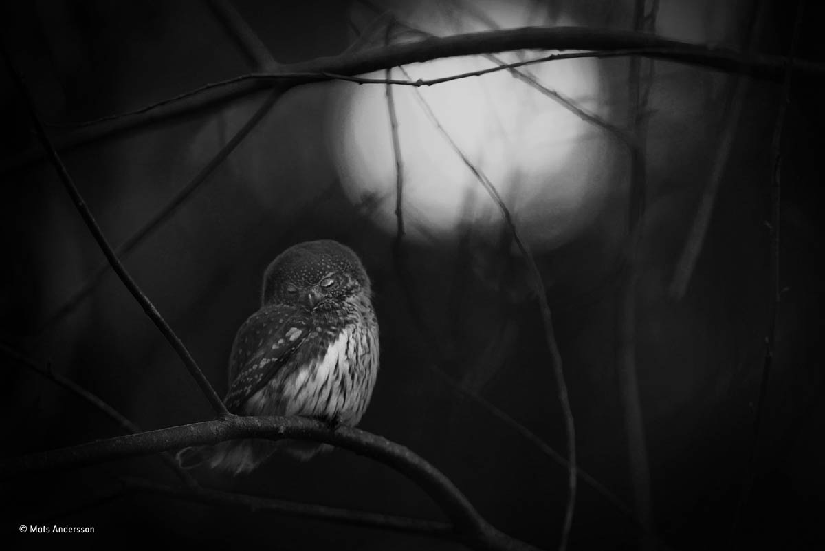 owl black white wildlife award winning photography mats andersson