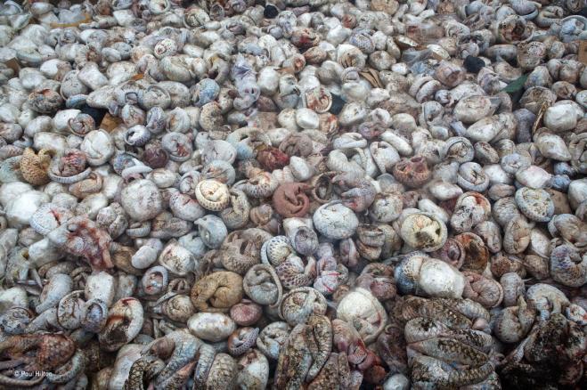 pangolin pit wildlife award winning photography